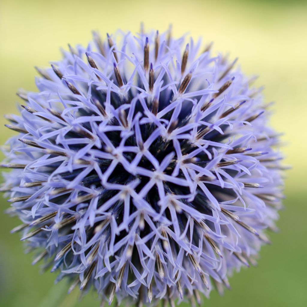 Echinops bannaticus Blue Glow - Boule azurée