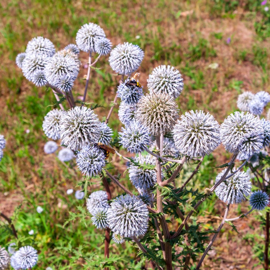 Echinops bannaticus Blue Glow - Boule azurée