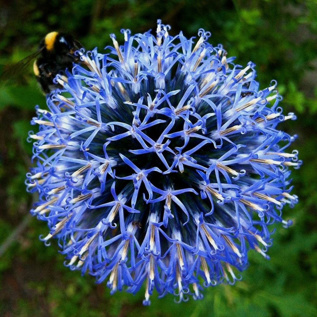 Banater Kugeldistel Taplow Blue - Echinops bannaticus