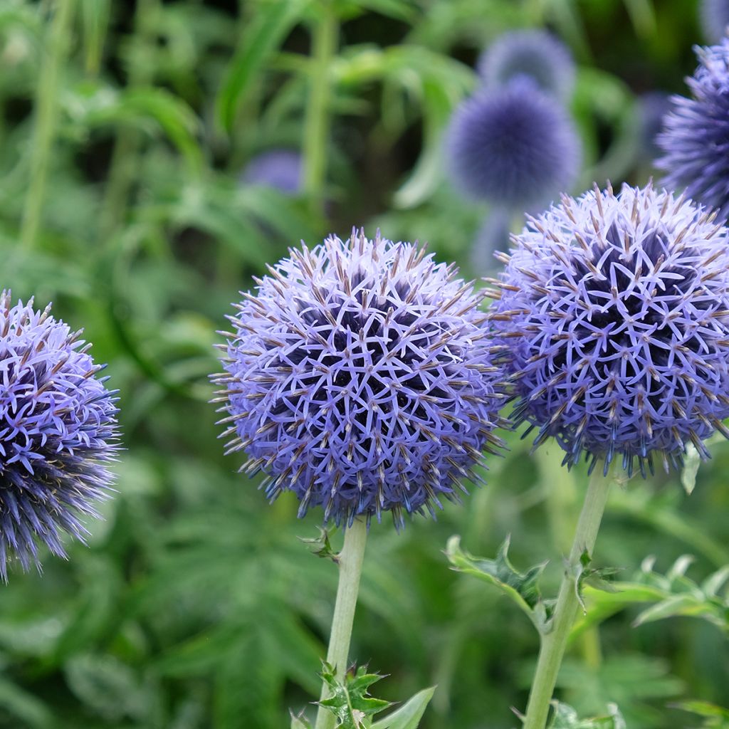 Banater Kugeldistel Taplow Blue - Echinops bannaticus