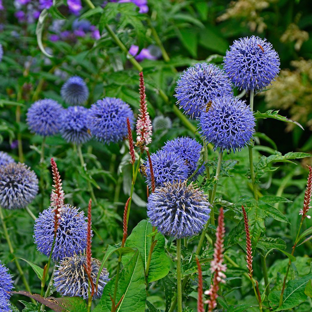 Banater Kugeldistel Taplow Blue - Echinops bannaticus