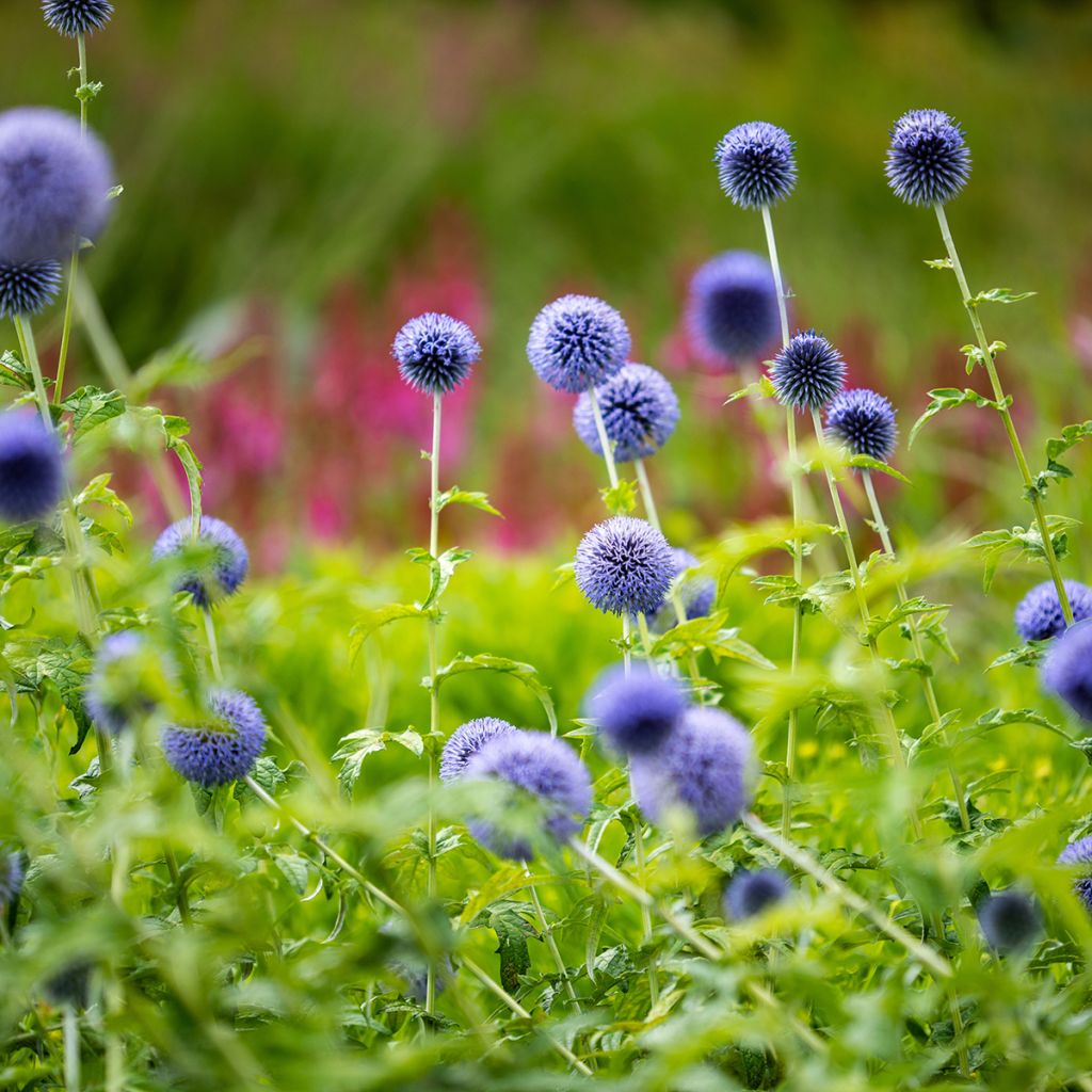 Banater Kugeldistel Taplow Blue - Echinops bannaticus