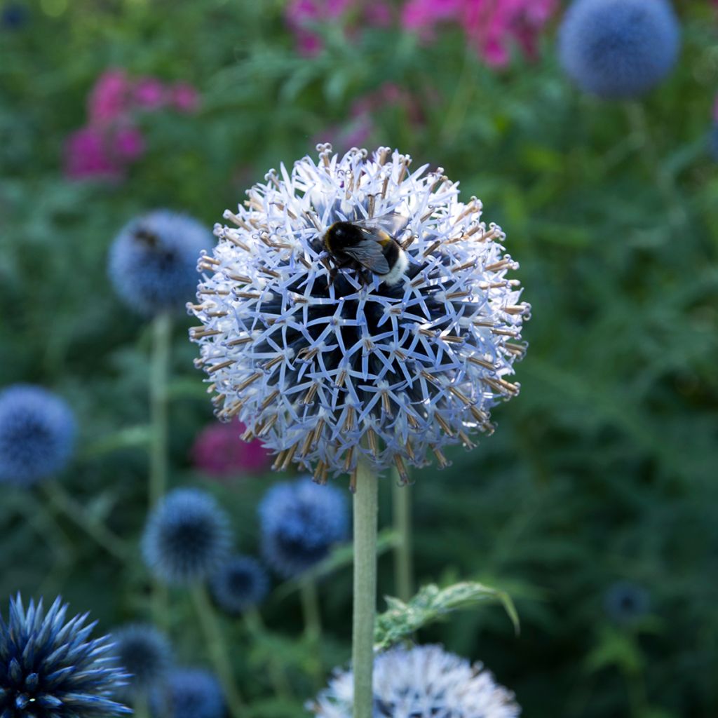 Banater Kugeldistel Taplow Blue - Echinops bannaticus