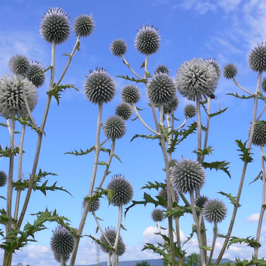 Banater Kugeldistel Blue Globe - Echinops bannaticus