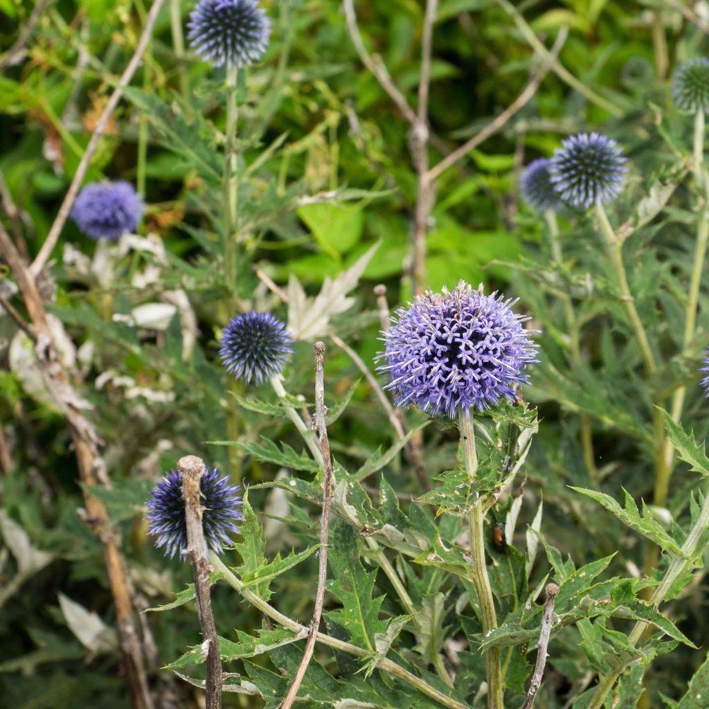 Echinops ritro Veitch’s Blue - Chardon boule