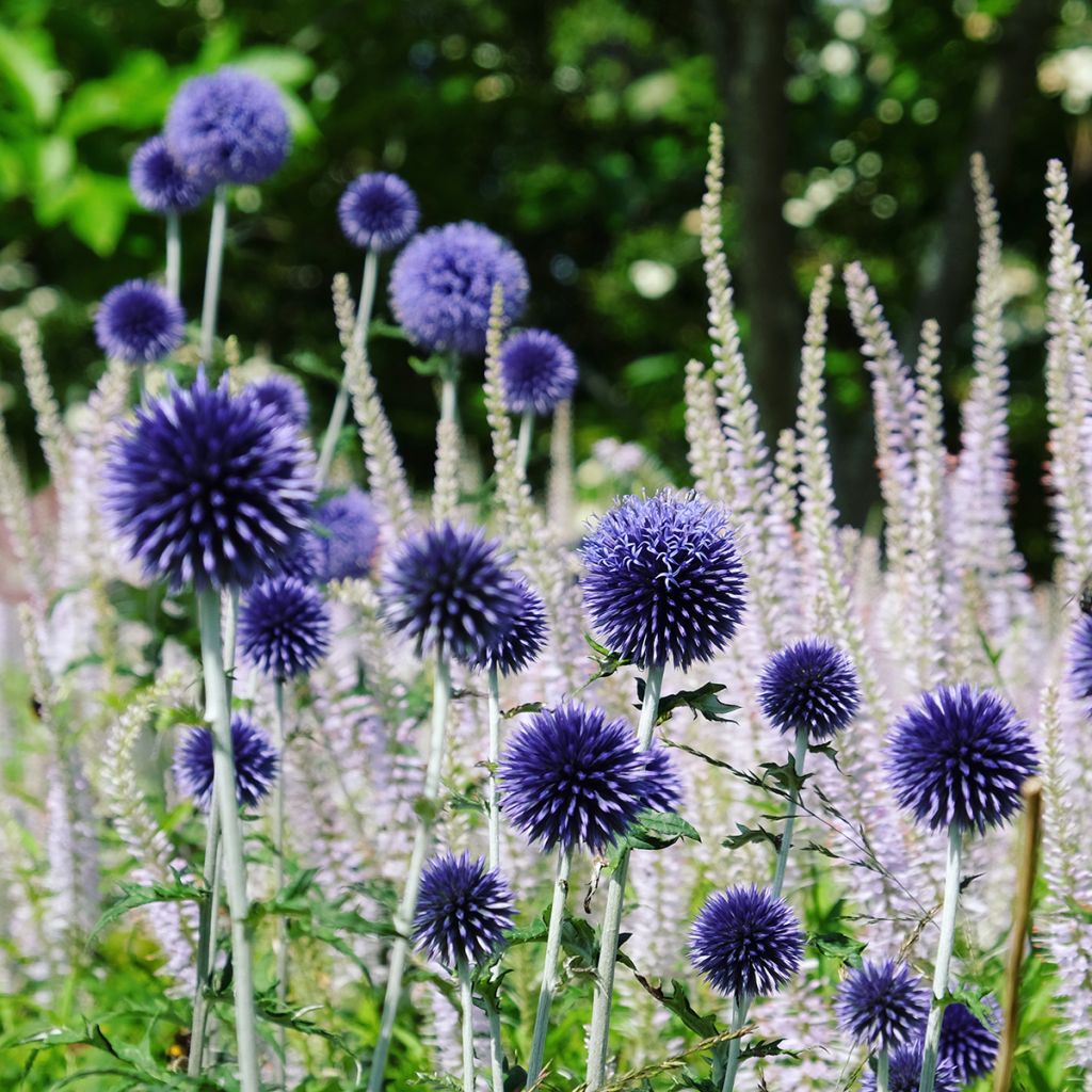 Blaue Kugeldistel Veitch’s Blue - Echinops ritro