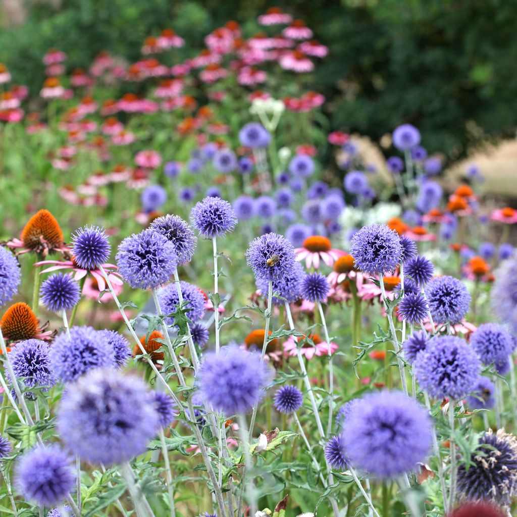 Blaue Kugeldistel Veitch’s Blue - Echinops ritro