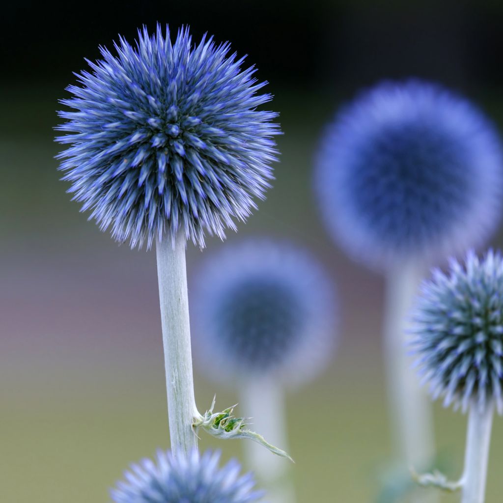 Blaue Kugeldistel Veitch’s Blue - Echinops ritro