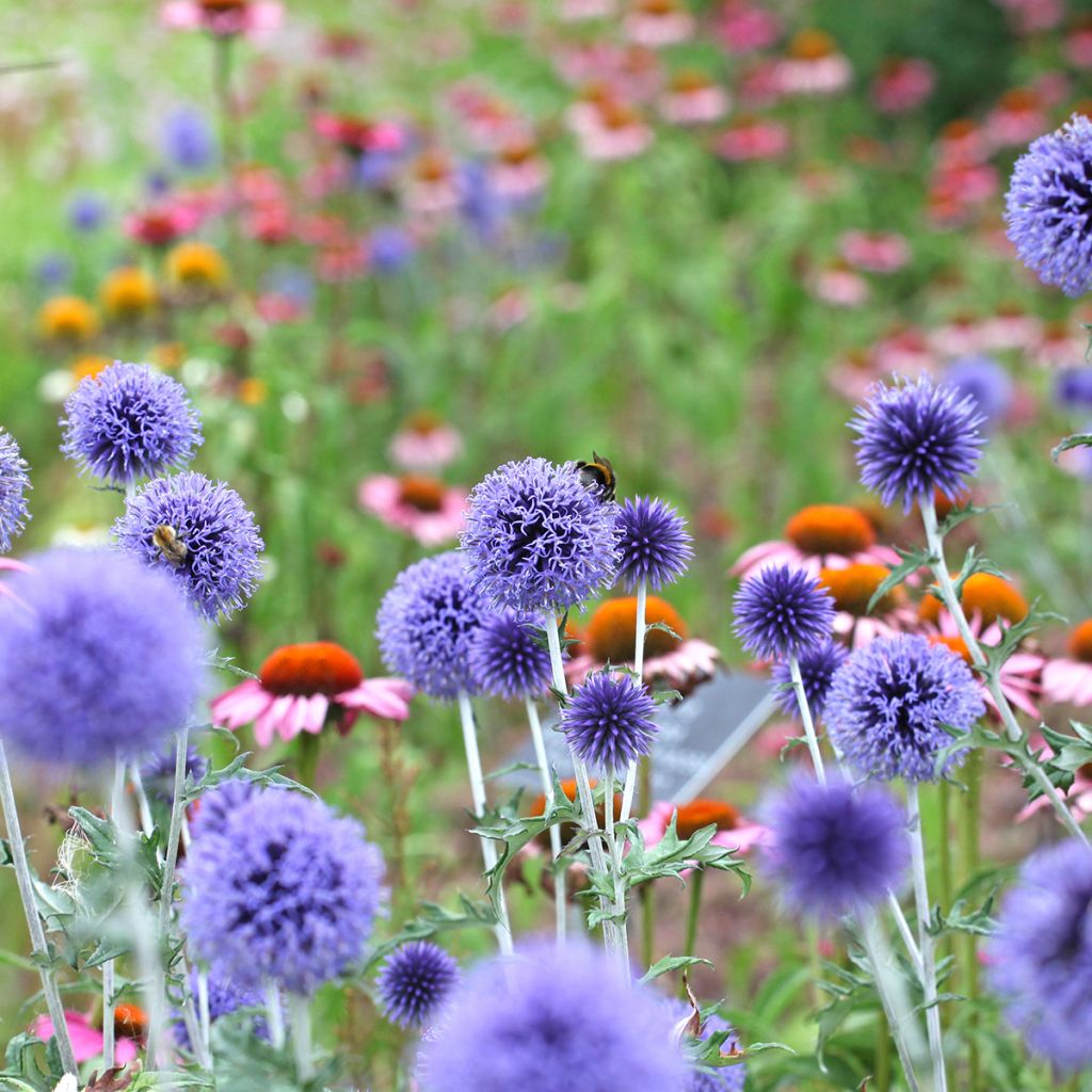 Blaue Kugeldistel Veitch’s Blue - Echinops ritro