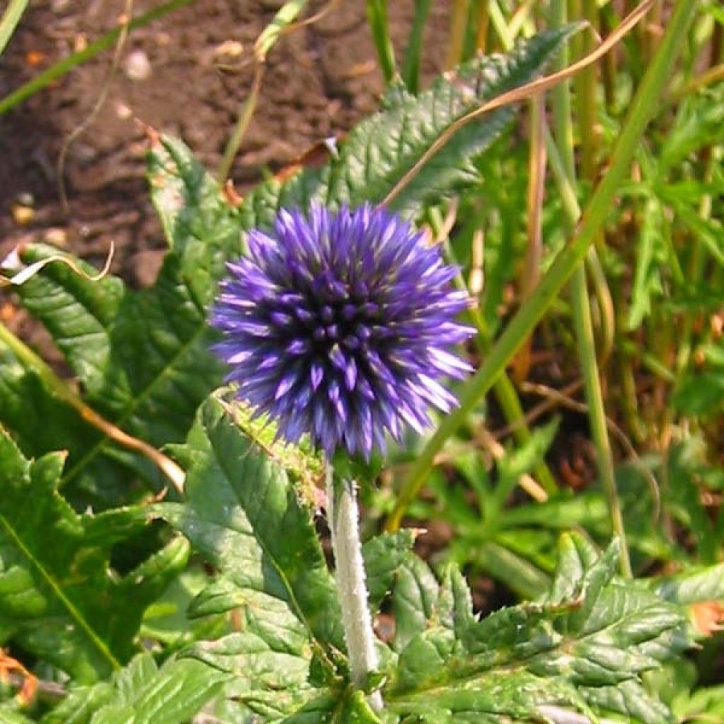 Blaue Kugeldistel - Echinops ritro