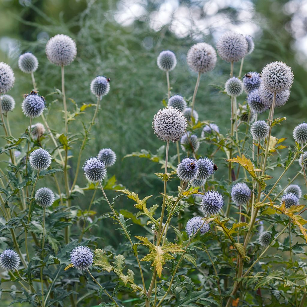 Große Kugeldistel - Echinops sphaerocephalus