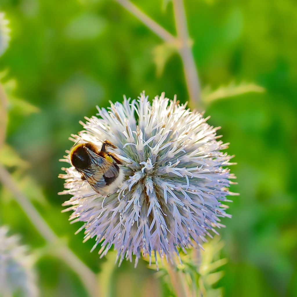 Große Kugeldistel - Echinops sphaerocephalus