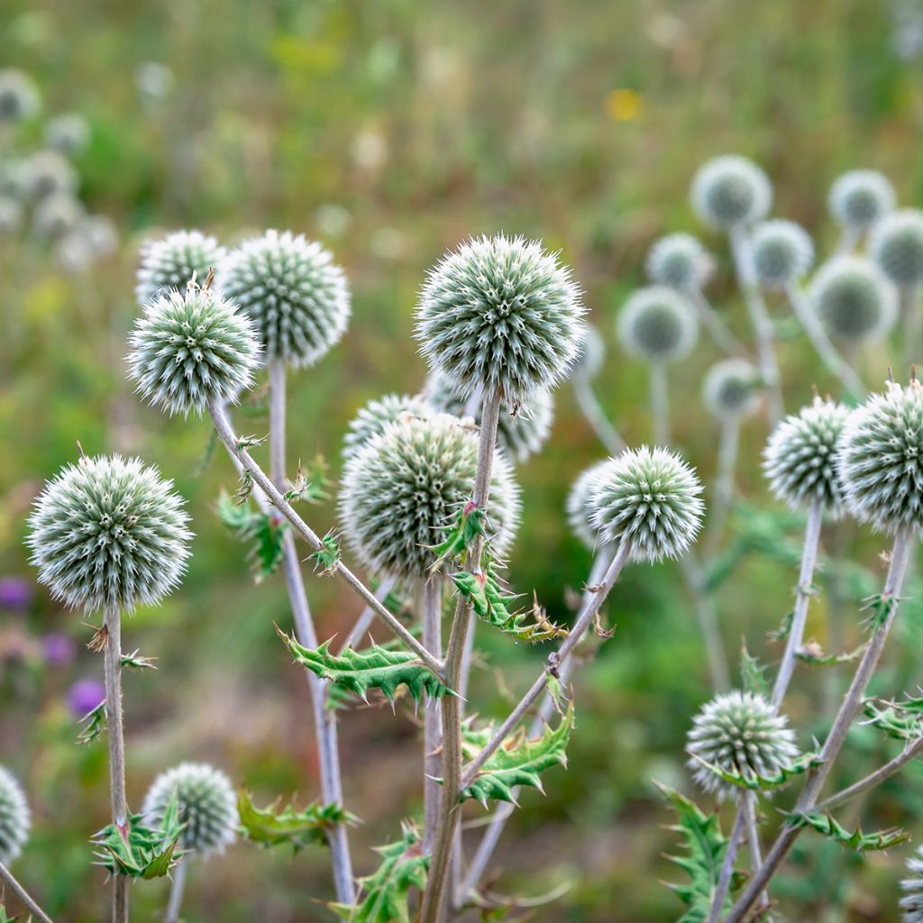 Große Kugeldistel - Echinops sphaerocephalus