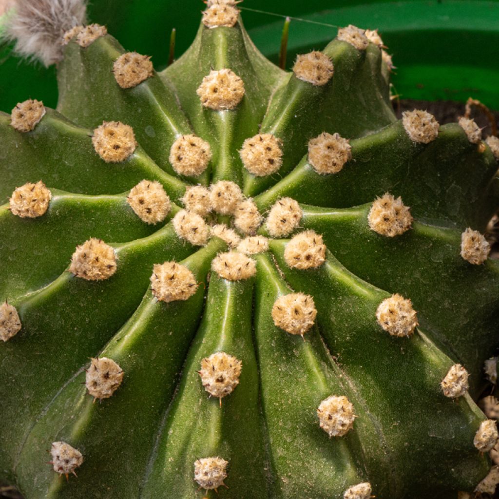 Echinopsis multiplex - Seeigelkaktus