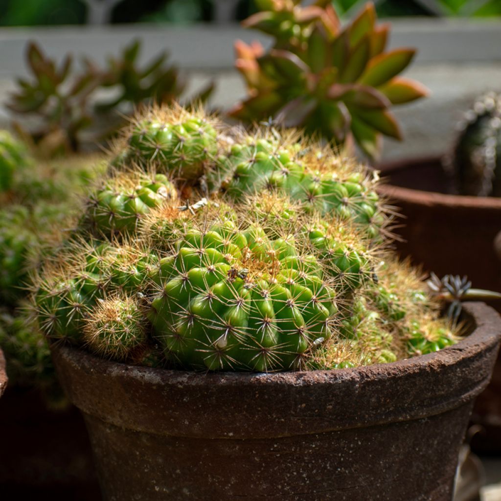 Echinopsis multiplex - Seeigelkaktus