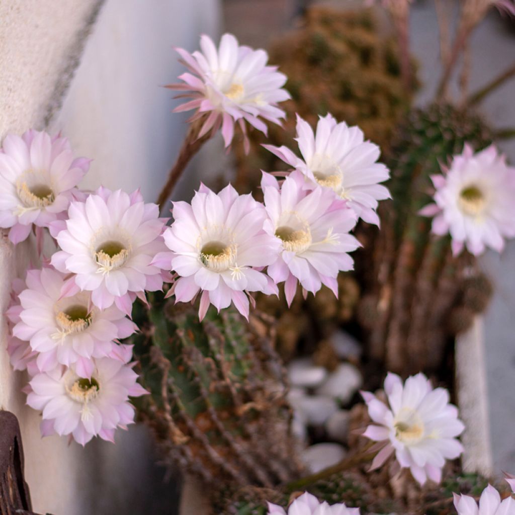 Echinopsis multiplex - Seeigelkaktus