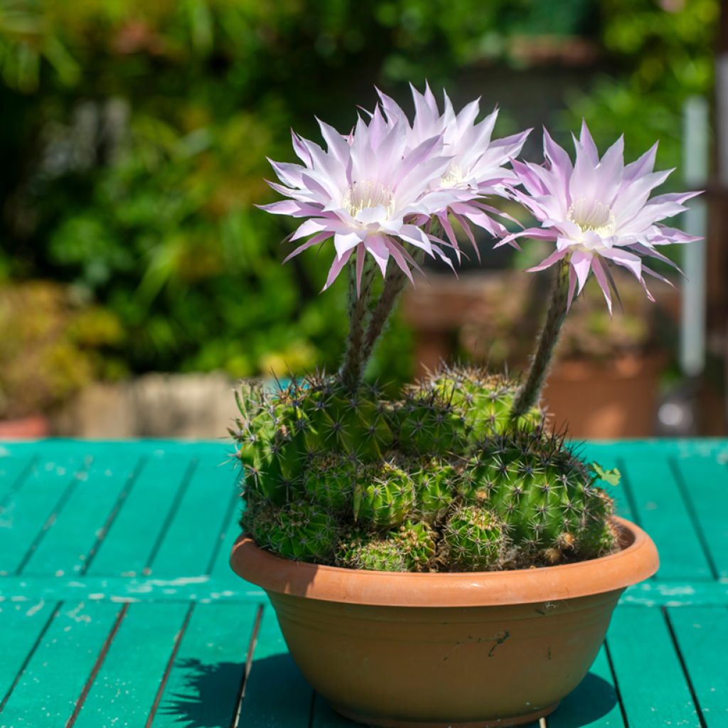 Echinopsis multiplex - Seeigelkaktus