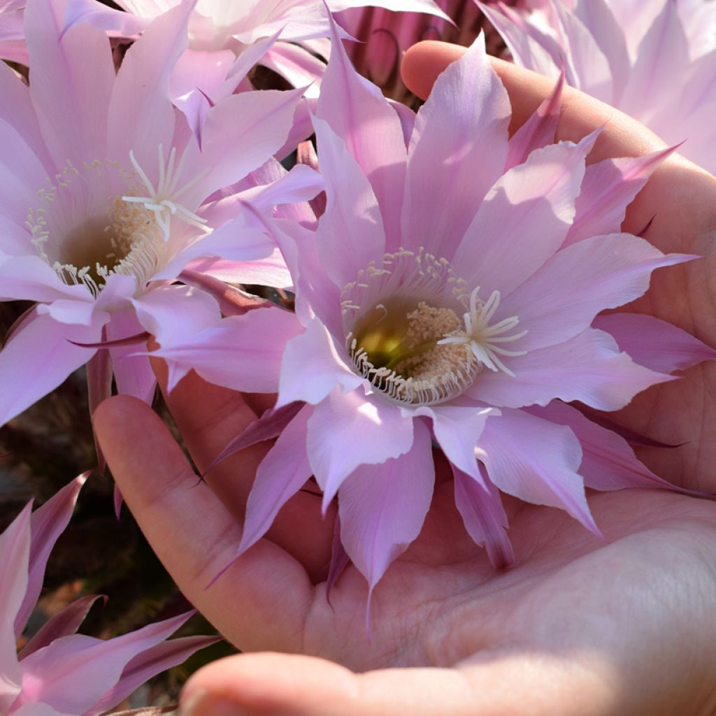 Echinopsis multiplex - Seeigelkaktus