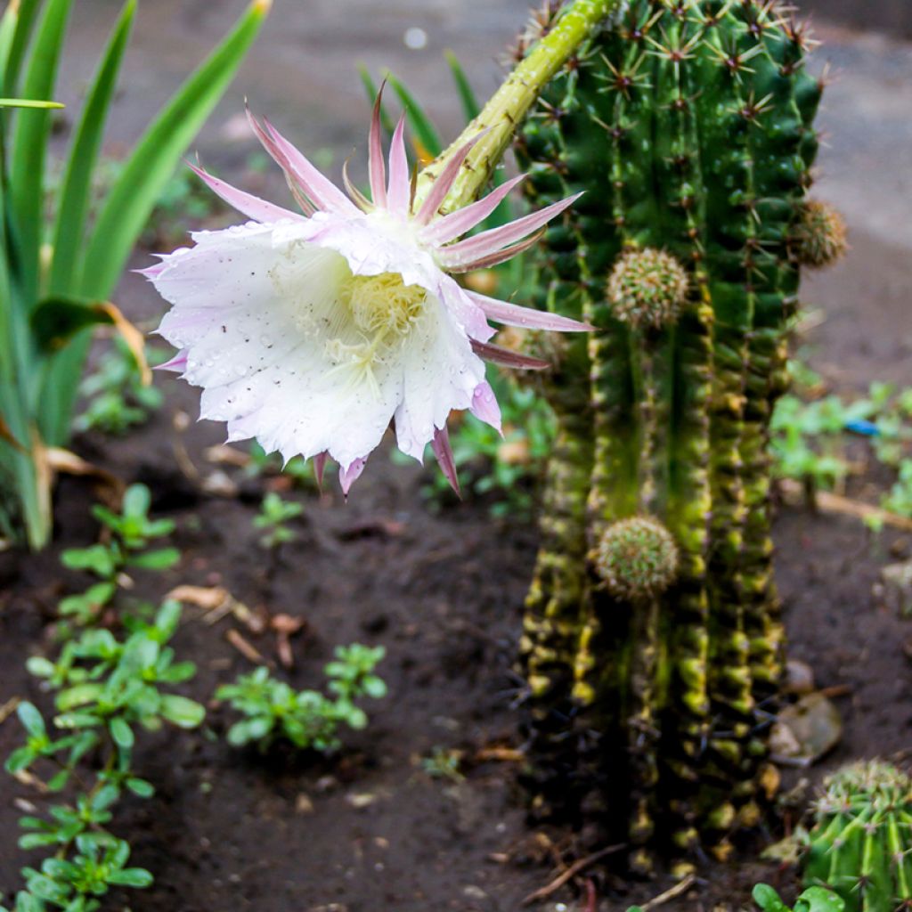 Echinopsis multiplex - Seeigelkaktus