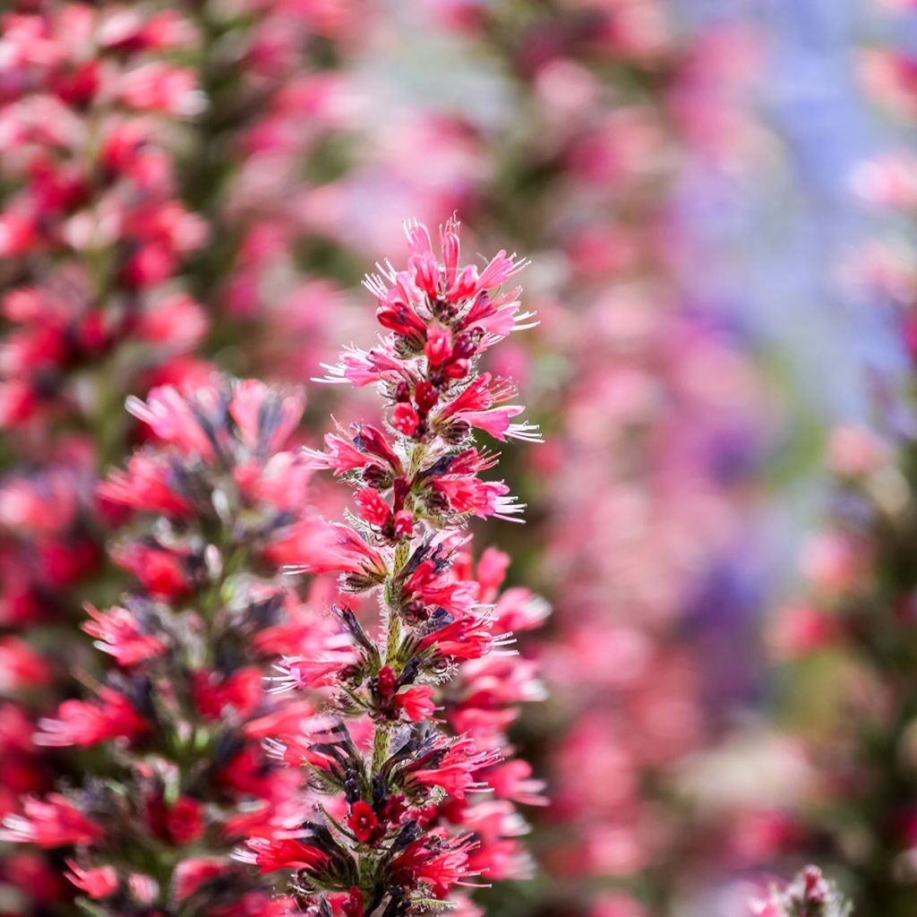 Echium amoneum Red Fathers - Roter Natternkopf