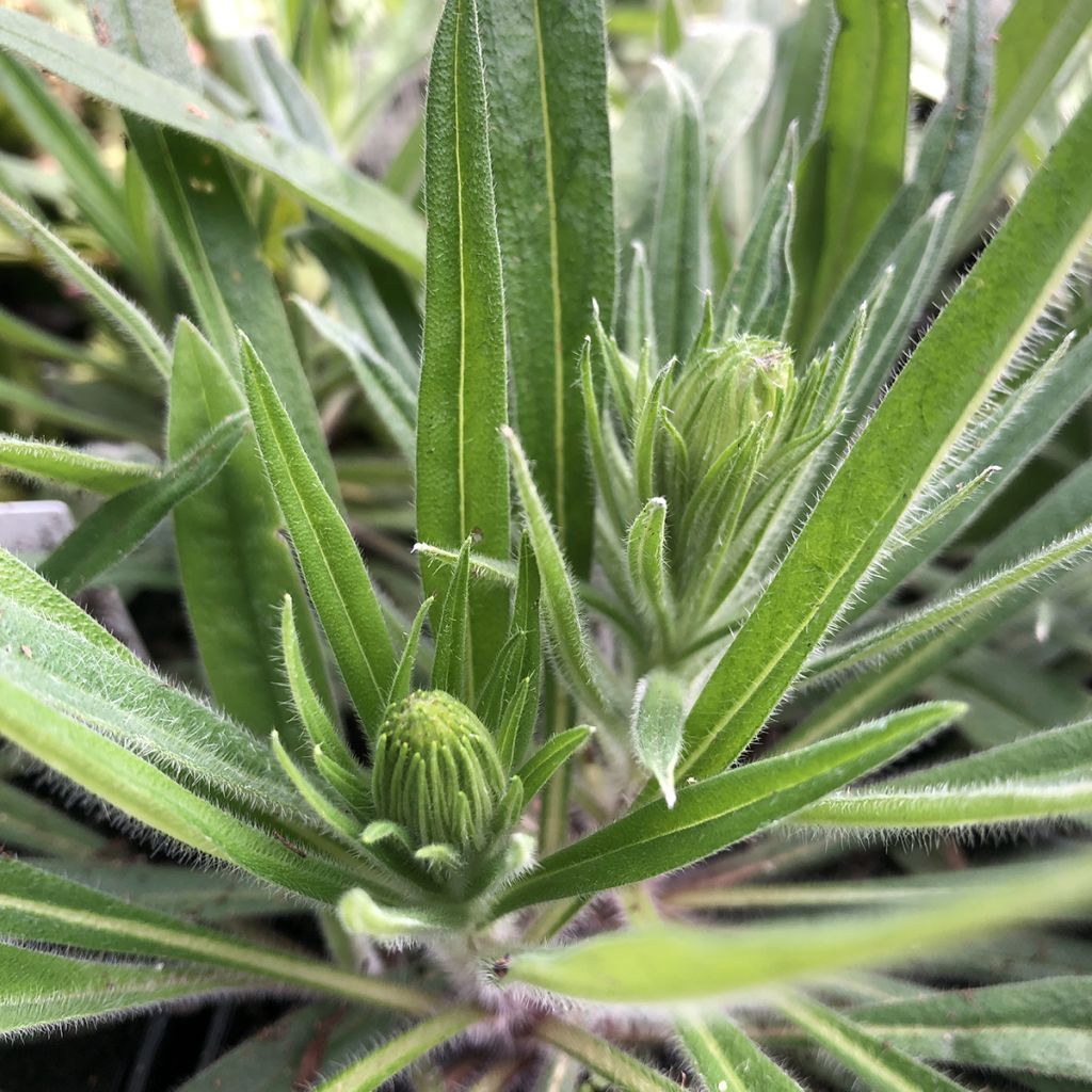 Echium amoneum Red Fathers - Roter Natternkopf