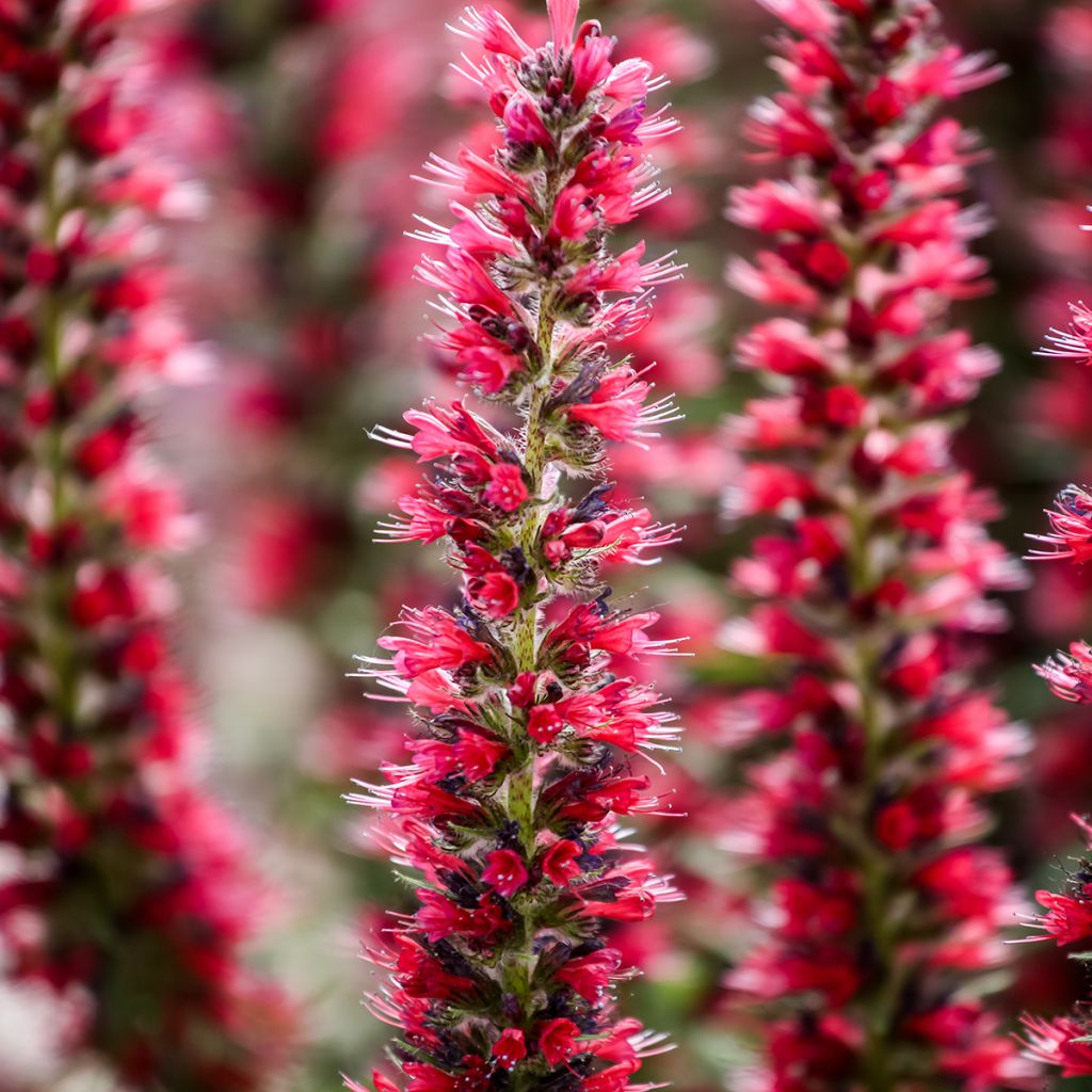 Echium amoneum Red Fathers - Roter Natternkopf