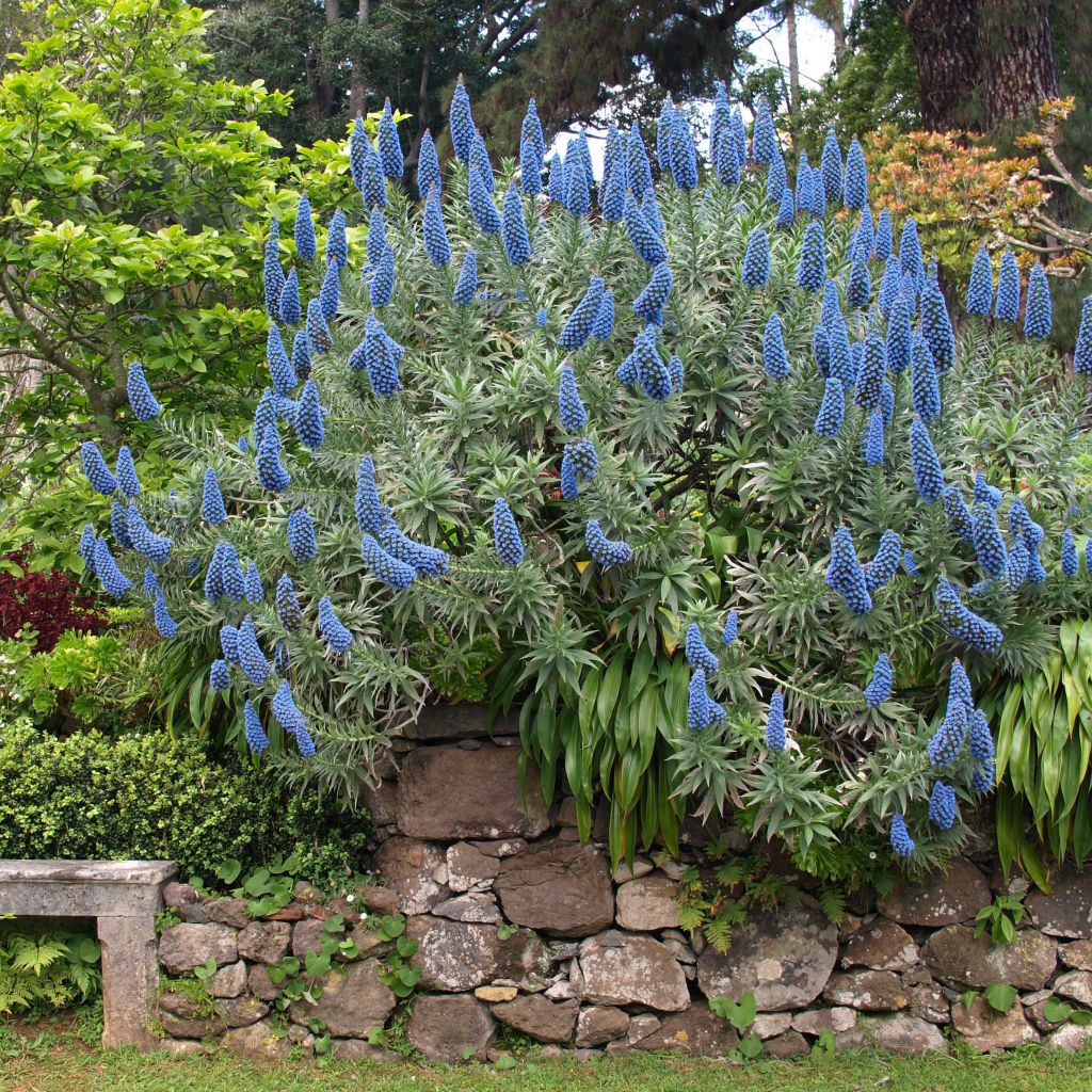 Echium candicans - Madeira-Natternkopf