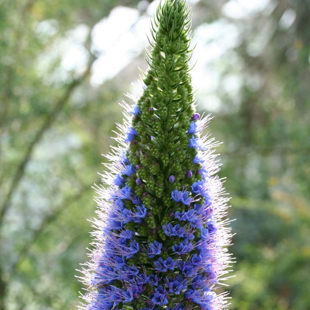 Echium fastuosum (candicans) - Vipérine de Madère.