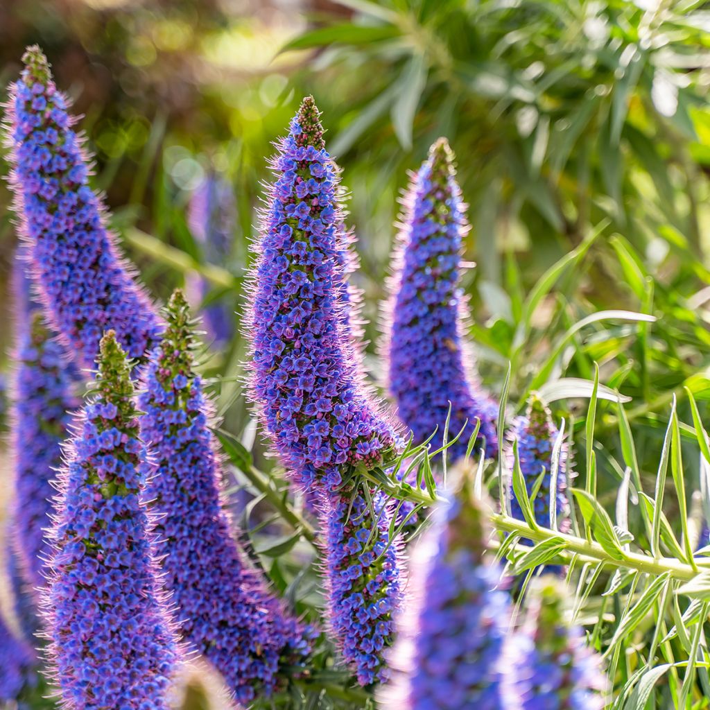 Echium candicans - Madeira-Natternkopf