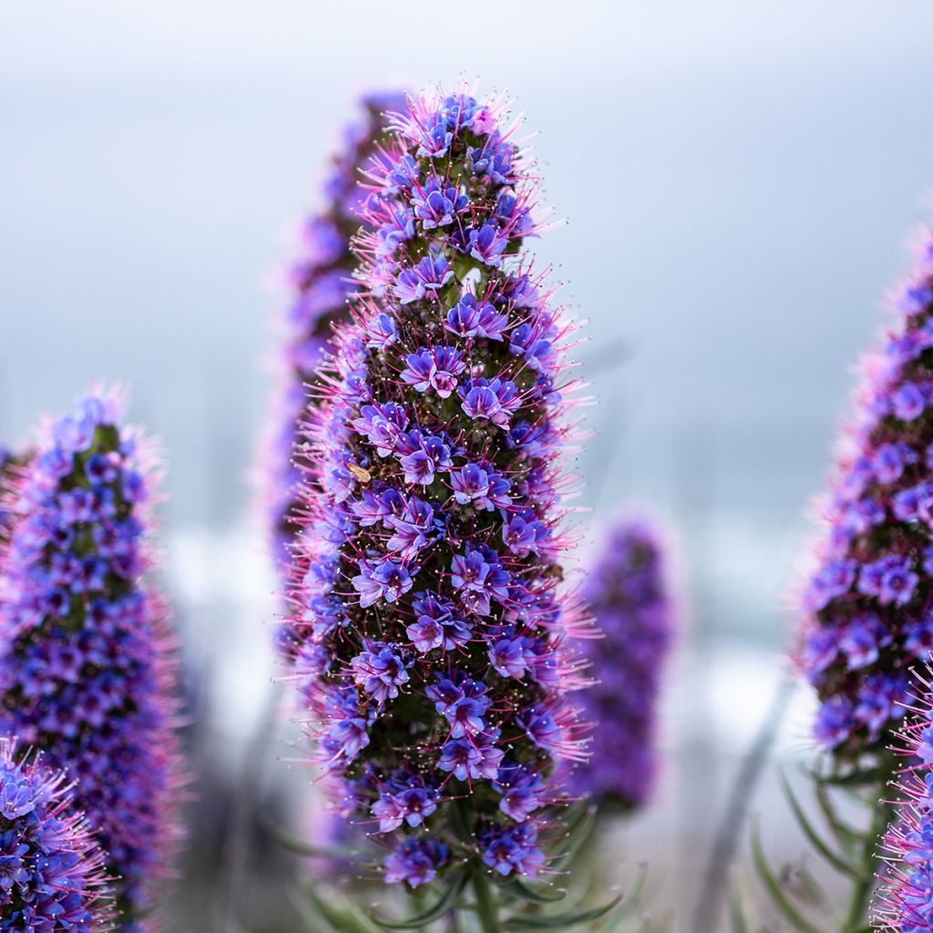 Echium candicans - Madeira-Natternkopf