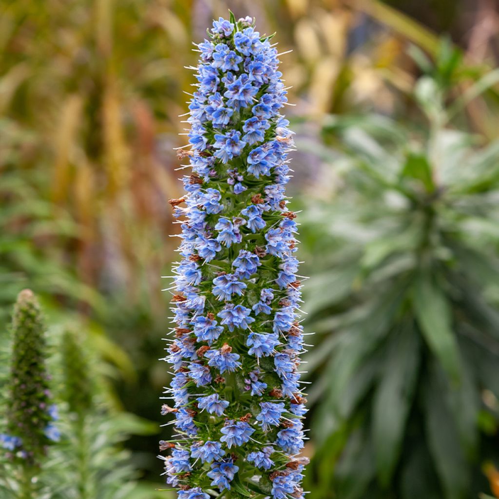 Echium candicans - Madeira-Natternkopf