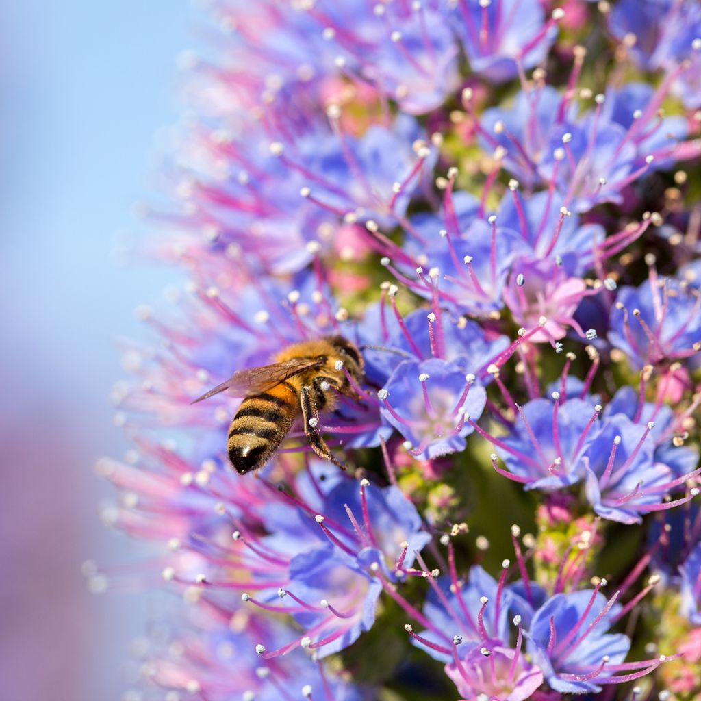 Echium candicans - Madeira-Natternkopf