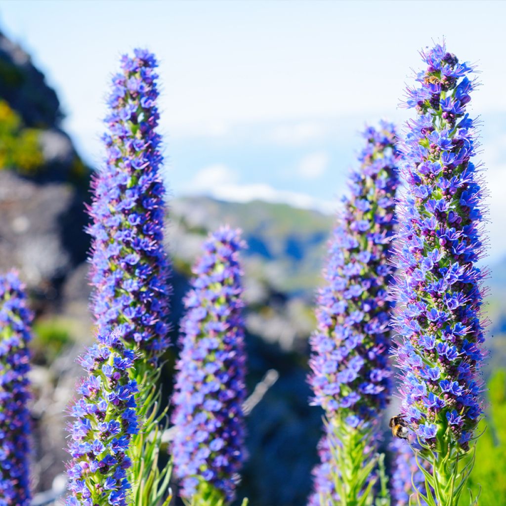 Echium candicans - Madeira-Natternkopf