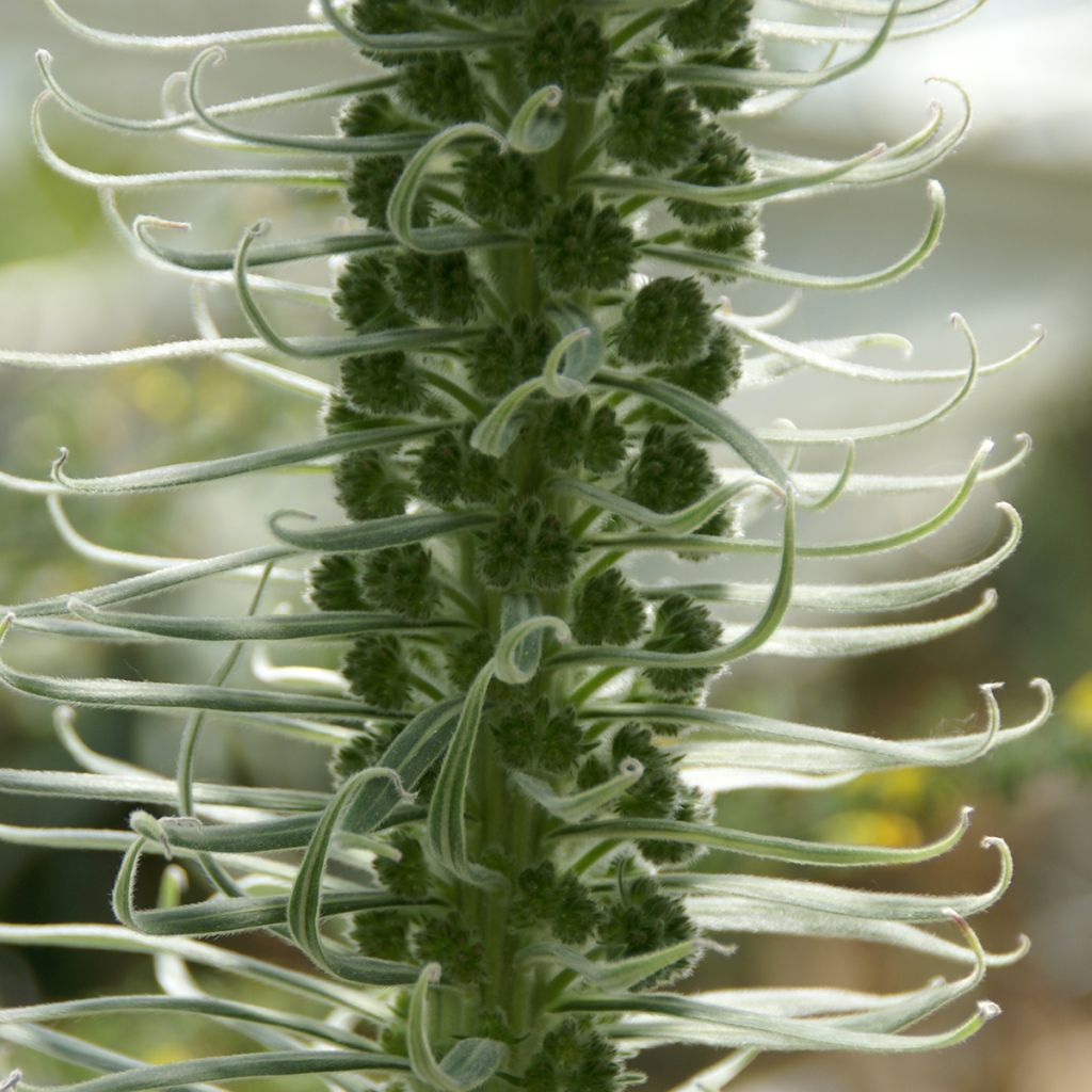 Echium candicans - Madeira-Natternkopf