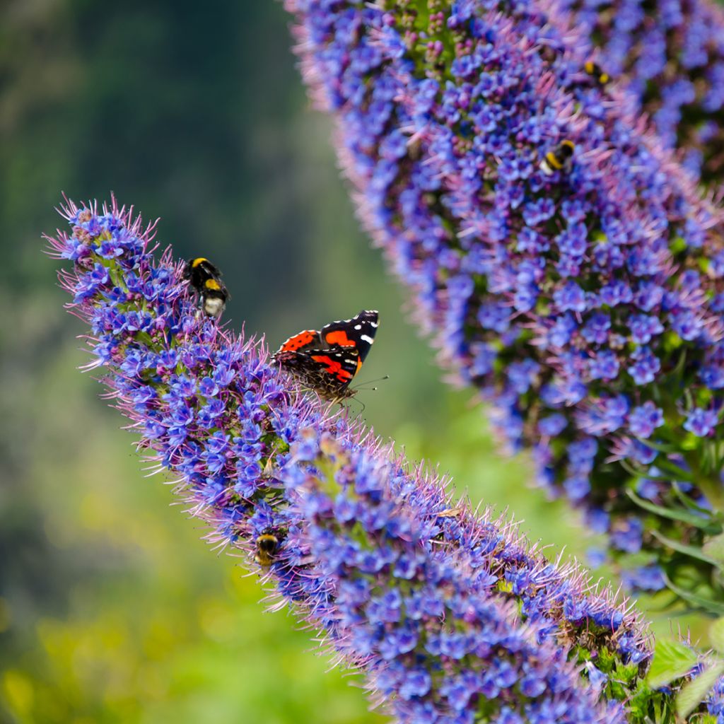 Echium candicans - Madeira-Natternkopf