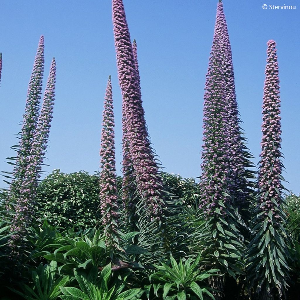 Echium pininana - Riesen-Natternkopf