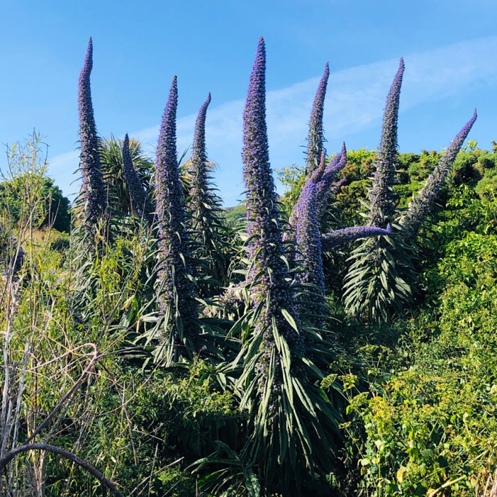 Echium pininana (Samen) - Riesen-Natternkopf