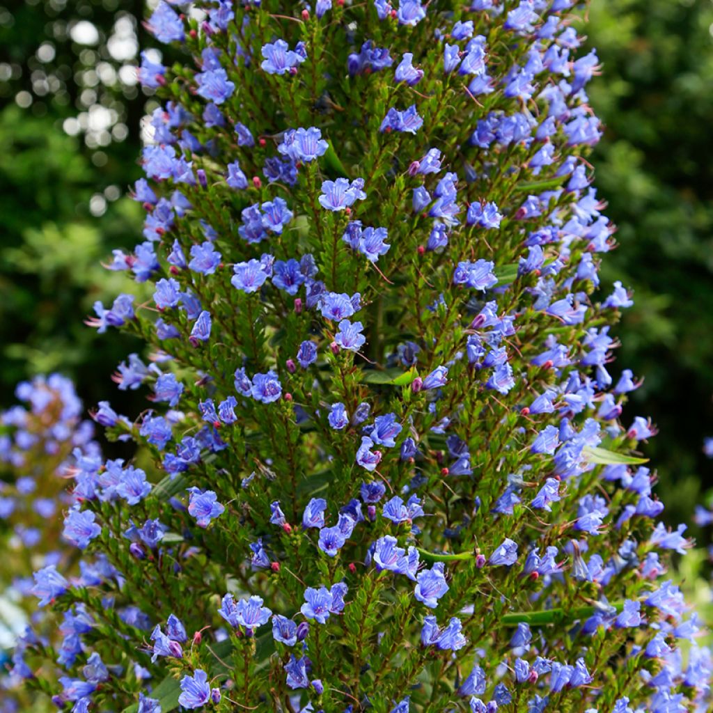 Echium pininana (Samen) - Riesen-Natternkopf