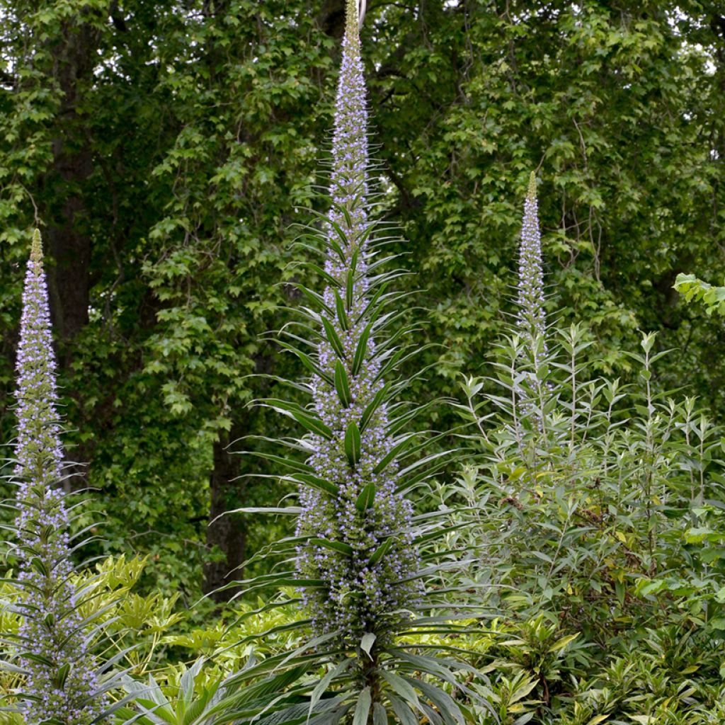 Echium pininana (Samen) - Riesen-Natternkopf