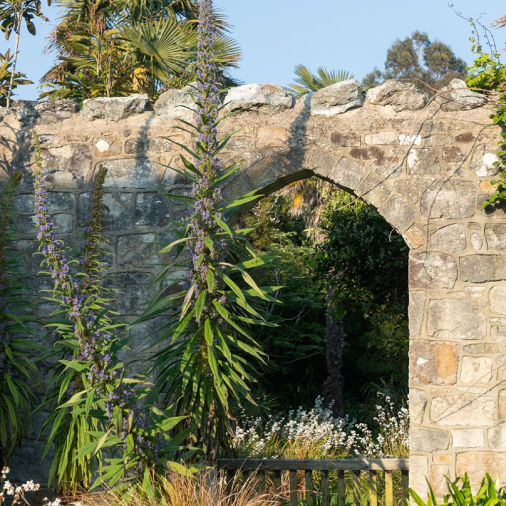 Echium pininana (Samen) - Riesen-Natternkopf