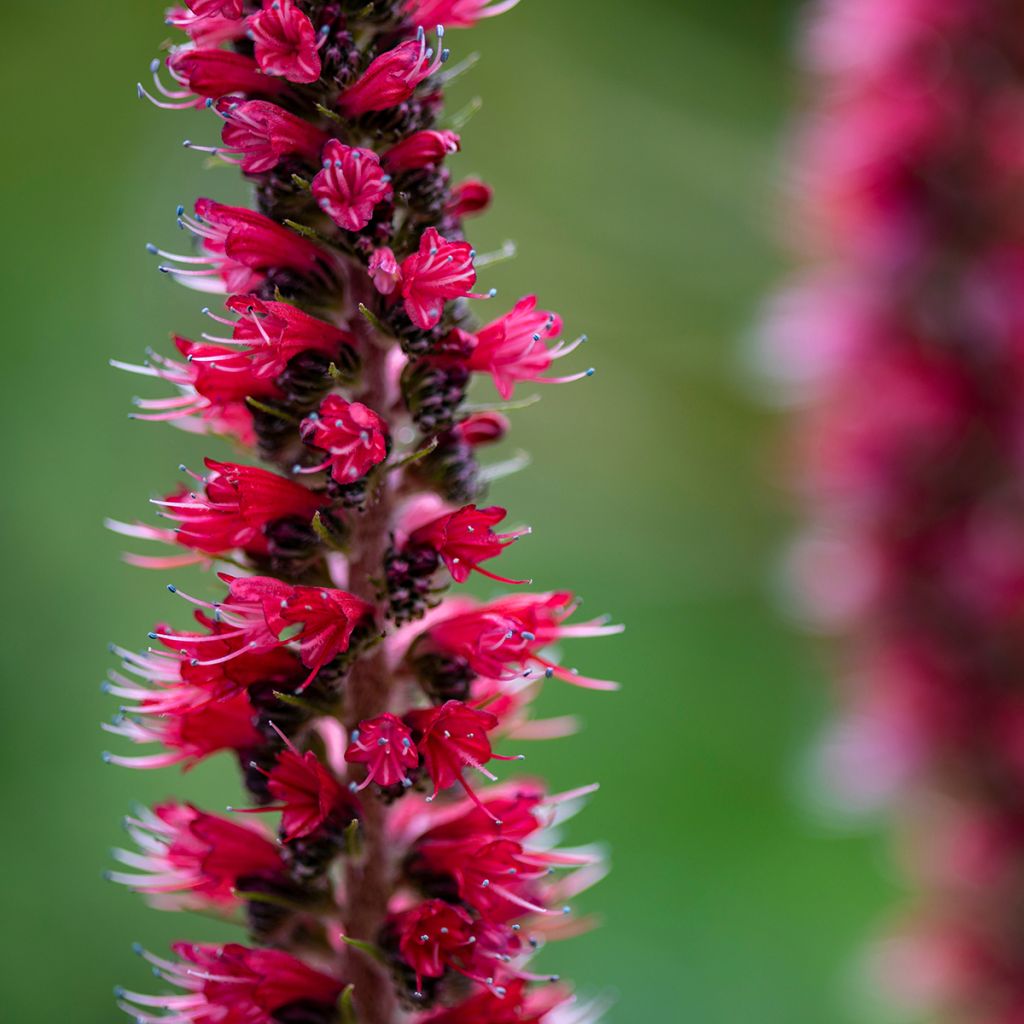 Echium russicum - Roter Natternkopf