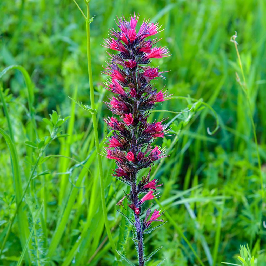 Echium russicum - Roter Natternkopf