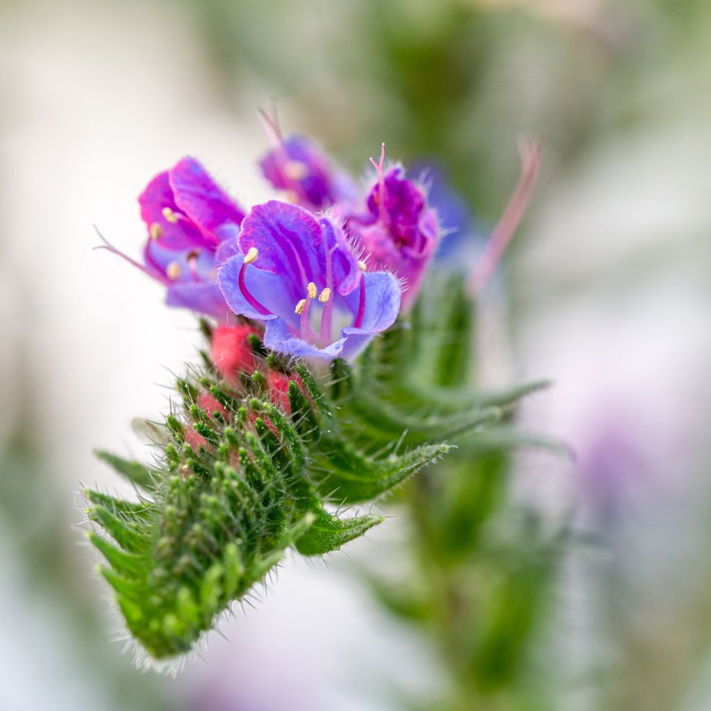 Echium vulgare - Gemeiner Natternkopf