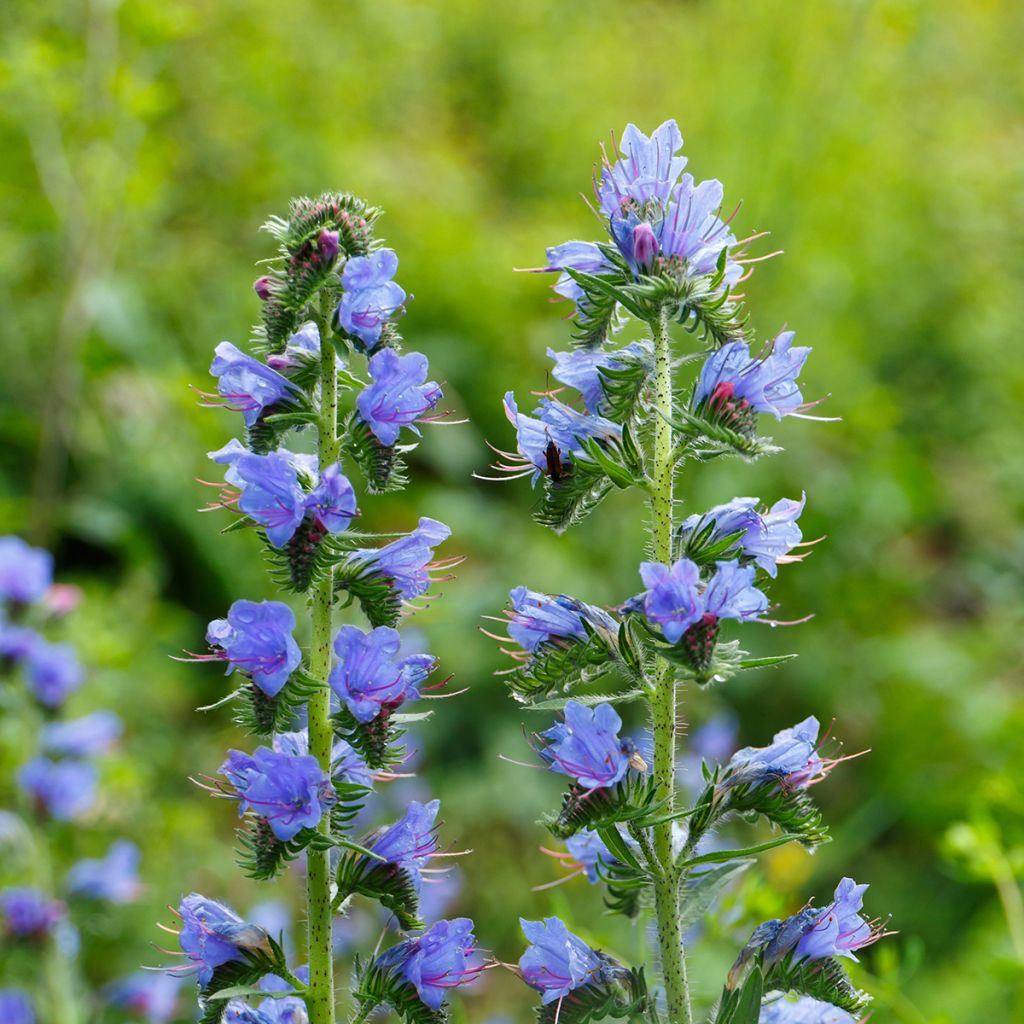 Echium vulgare - Gemeiner Natternkopf