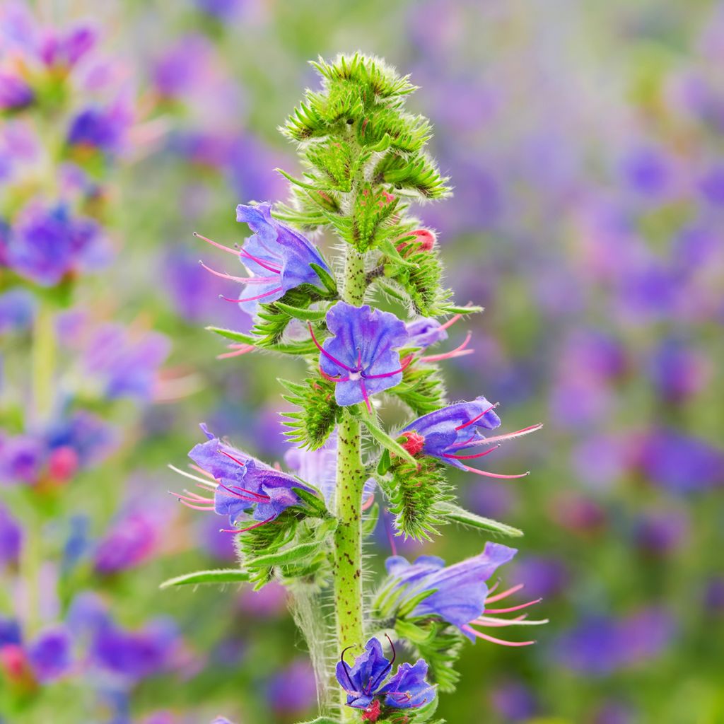 Echium vulgare - Gemeiner Natternkopf