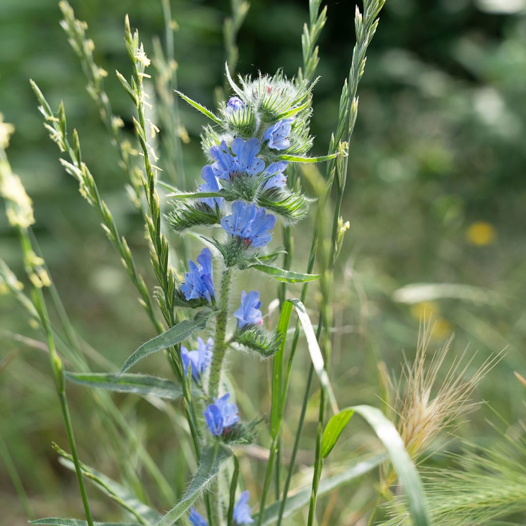 Echium vulgare - Gemeiner Natternkopf