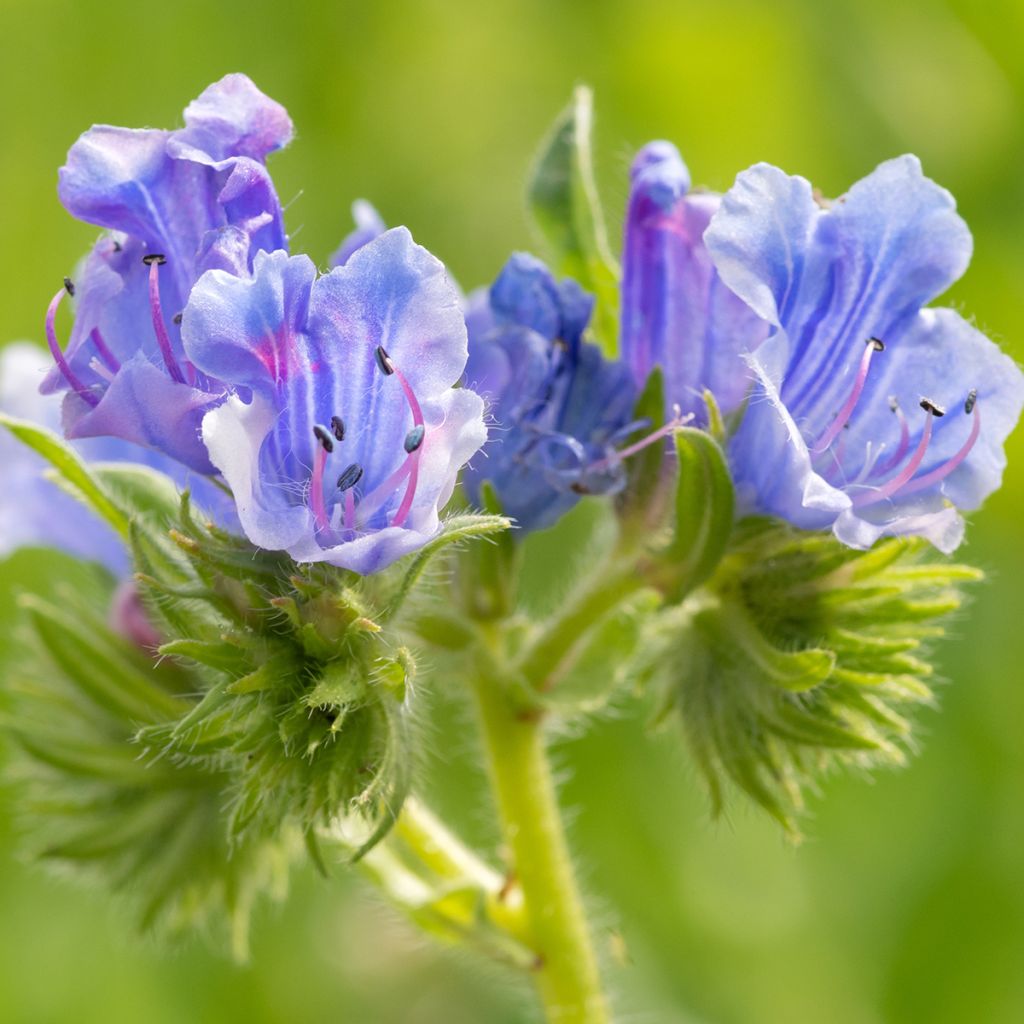 Echium vulgare - Gemeiner Natternkopf