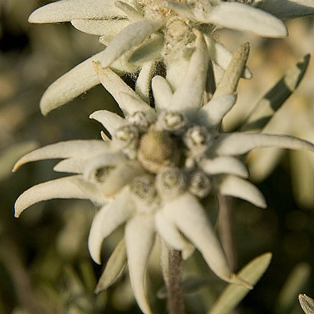 Edelweiss des Alpes, Leontopodium alpinum