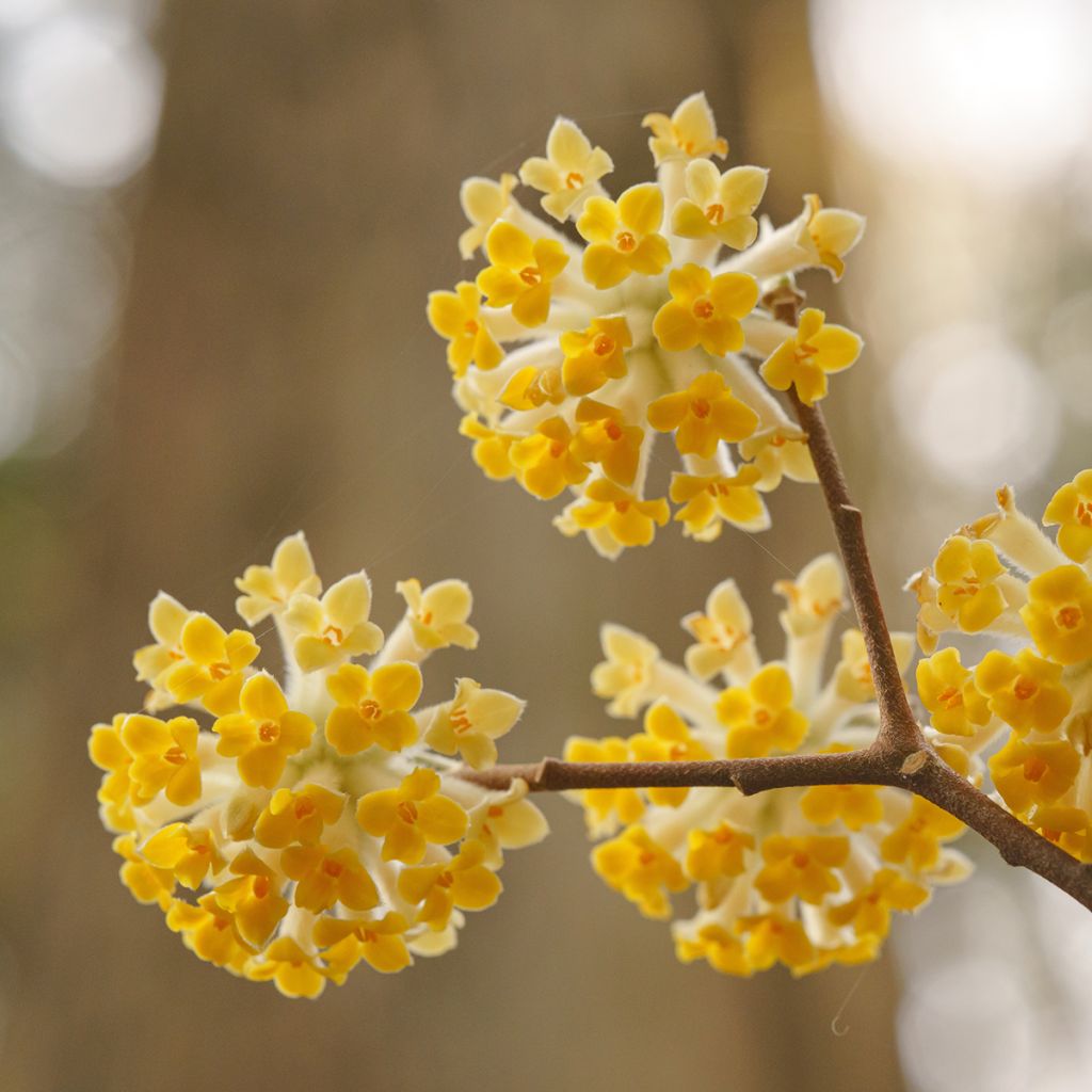 Edgeworthia chrysantha - Edgeworthie