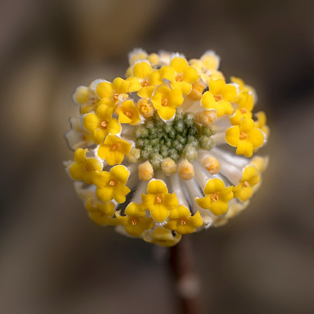 Edgeworthia chrysantha - Edgeworthie